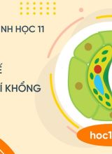 Cơ chế đóng mở khí khổng - Sinh học 11  -  Hoc10